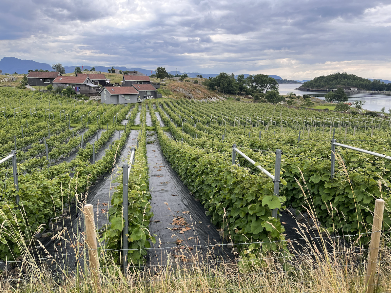 Vineyard in Norway