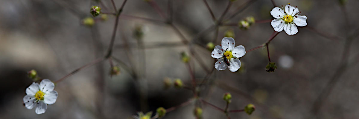 Potentilla