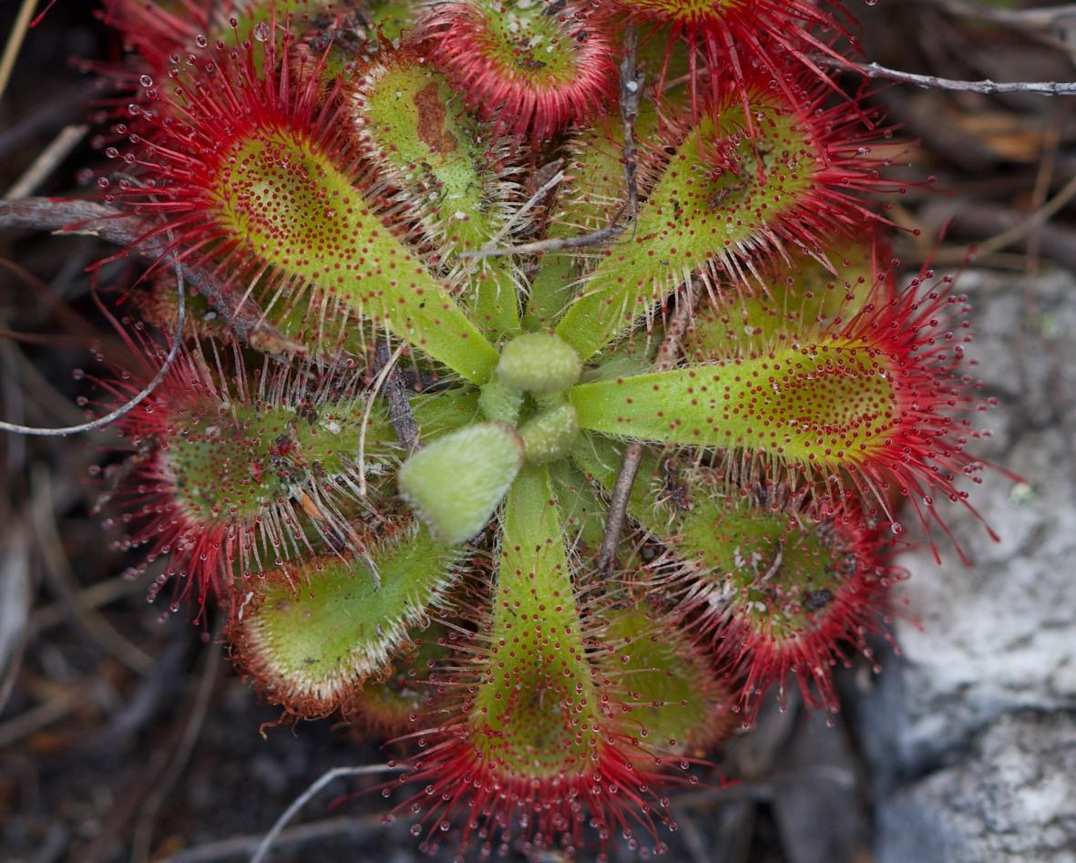 Drosera plant