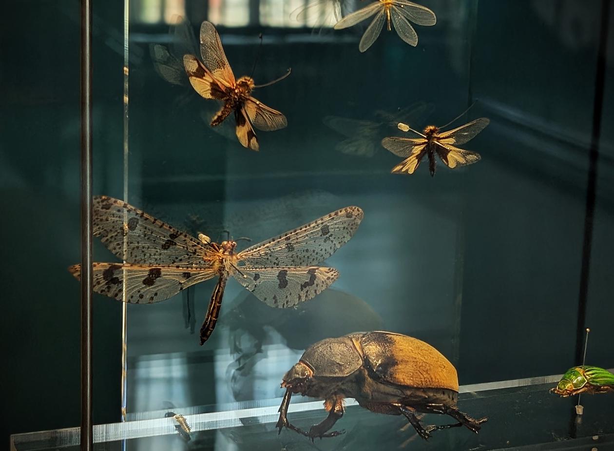 insekter fra utstillingen, øyenstikkere og bille