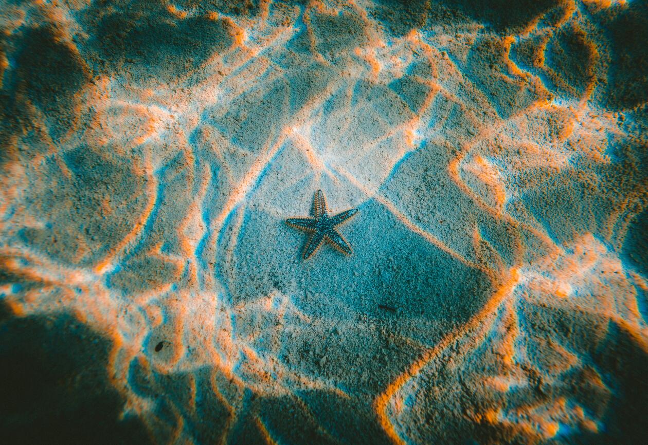 English: Photo of starfish under water / Norsk: Foto av sjøstjerne under vann