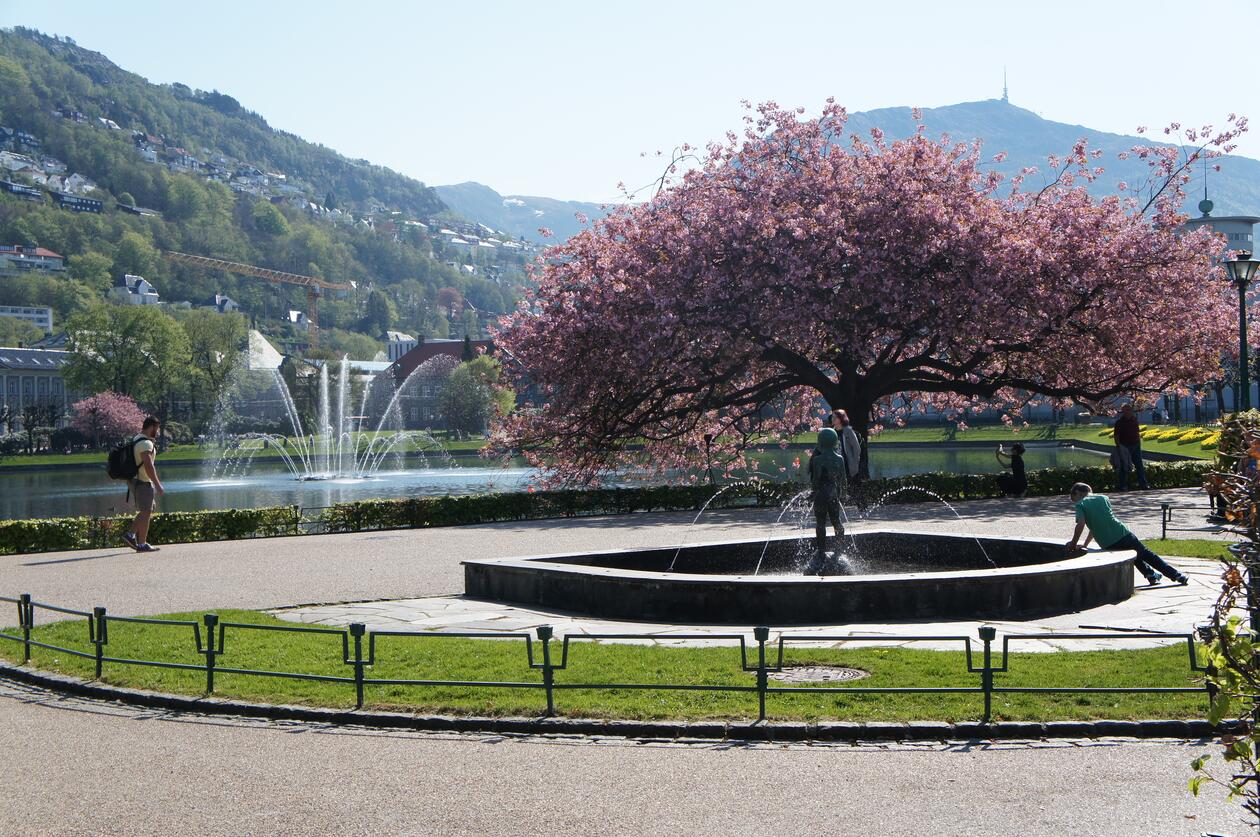 Bergen sentrum i sol