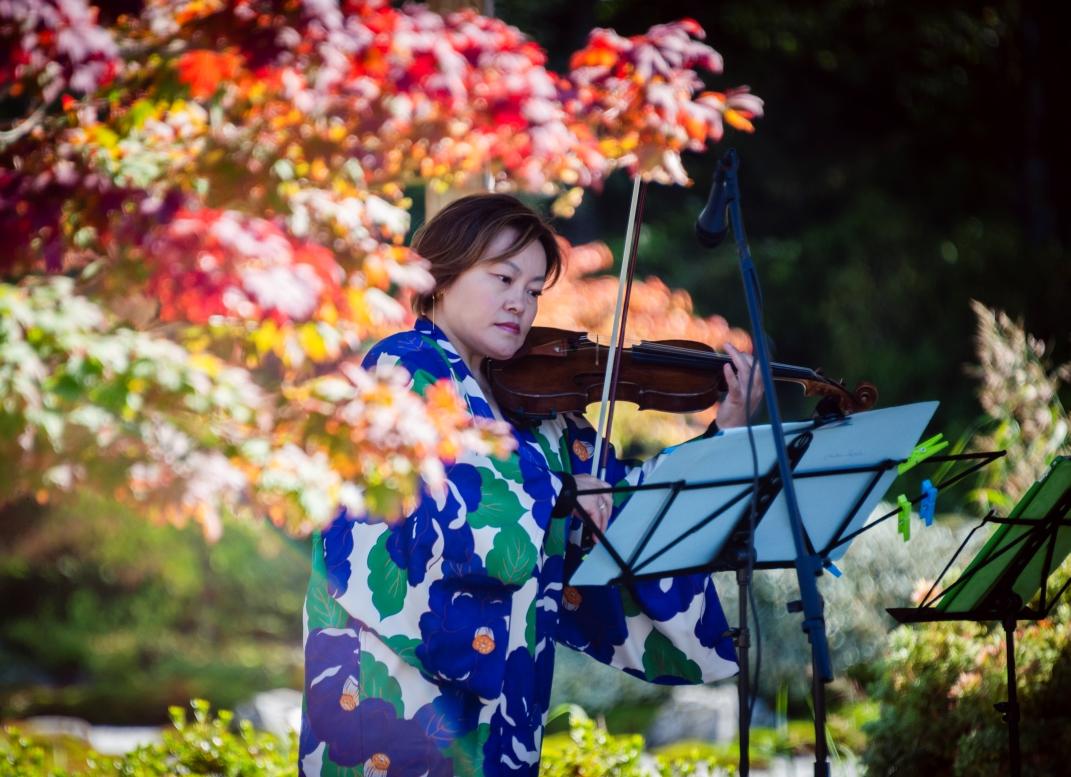 Japansk fiolonist innrammet av høstfarget løv i solskinn