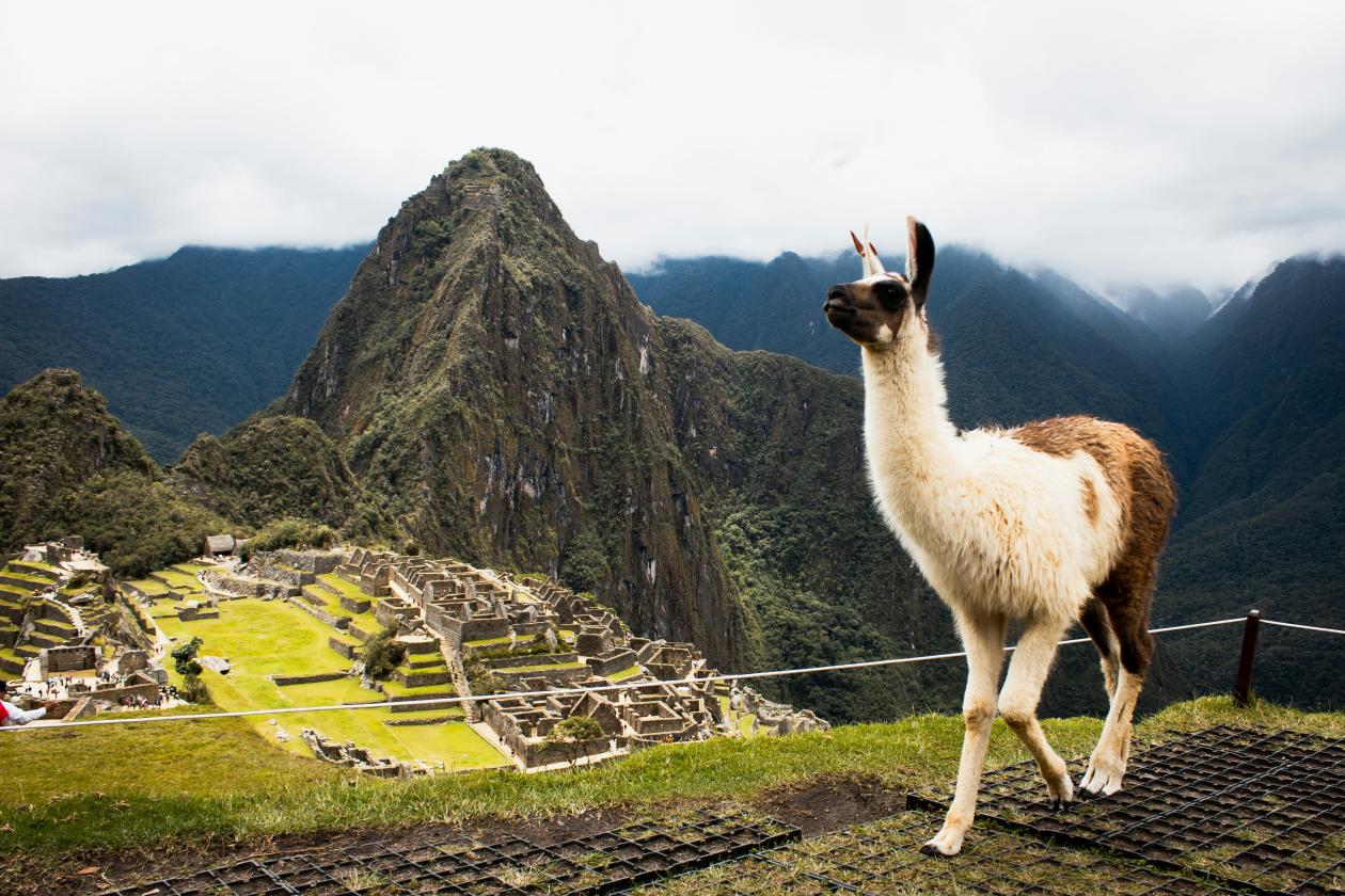Picture of a llama in front of Machu Picchu, Peru