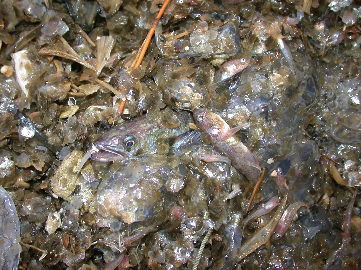 A picture of trawl catch with a mixture of fish and jellies