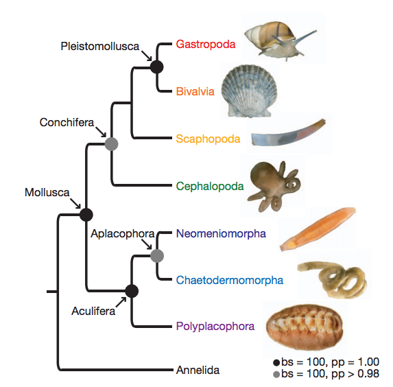 kocot_et_al_mollusca.png