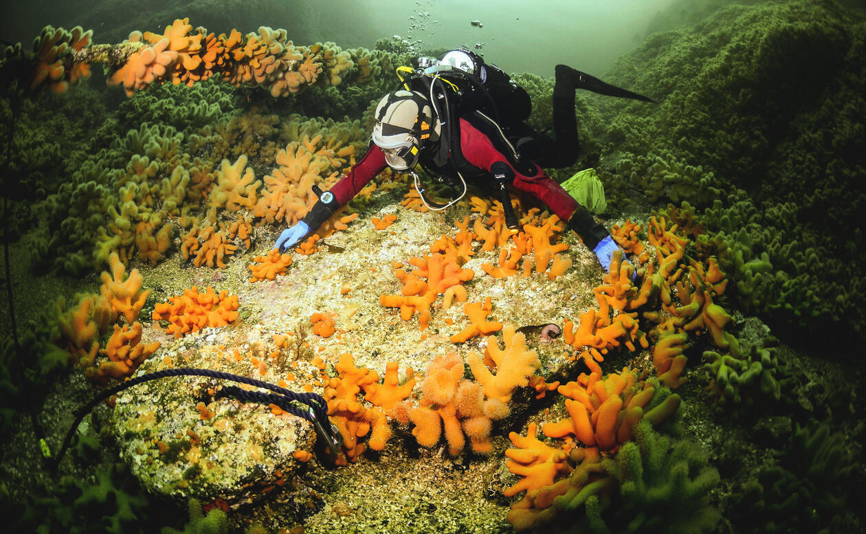En dykker finner kvernstein på havets bunn