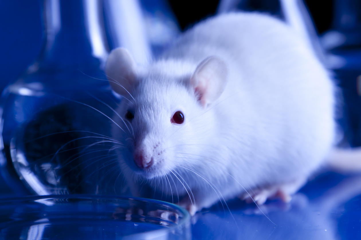 Rat in the lab