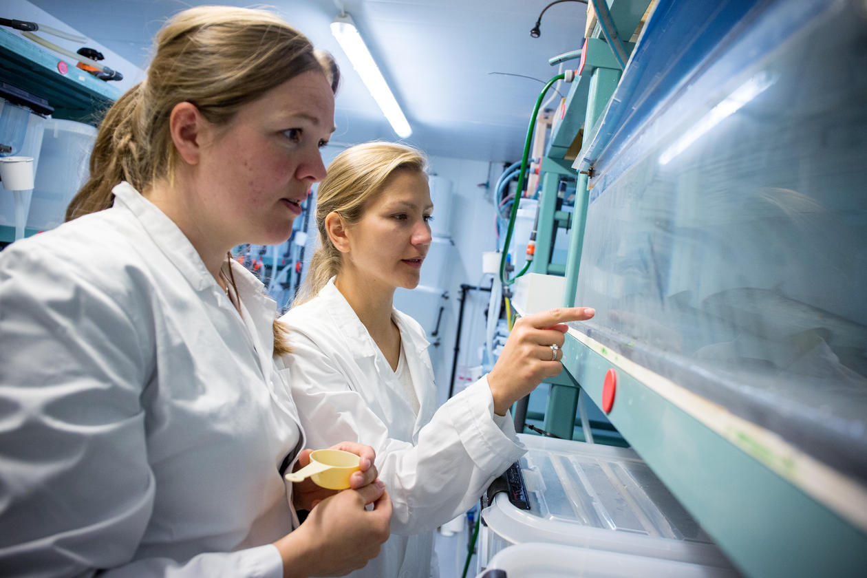 EVALUATED: Aina-Cathrine Øvergård and Anna Zofia Komisarczuk is two of the researchers at the Sea Lice Reseach Centre in Bergen. After a midway evaluation the centre gets the green light to continue their work. 