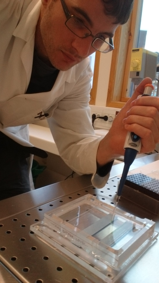 Pipeting the amplified DNA fragments onto an agarose gel