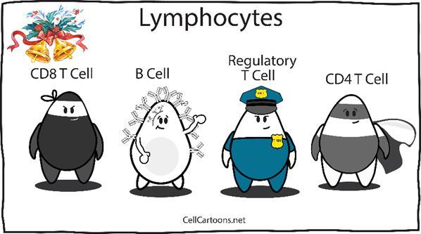 Forskjellige typer lymfocytter