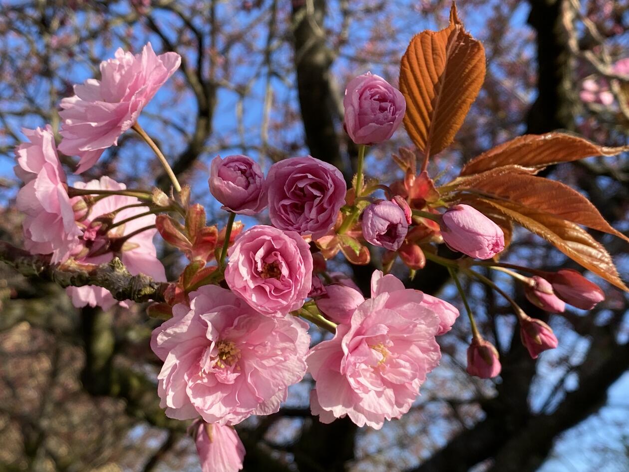 Kirsebæreblomstring