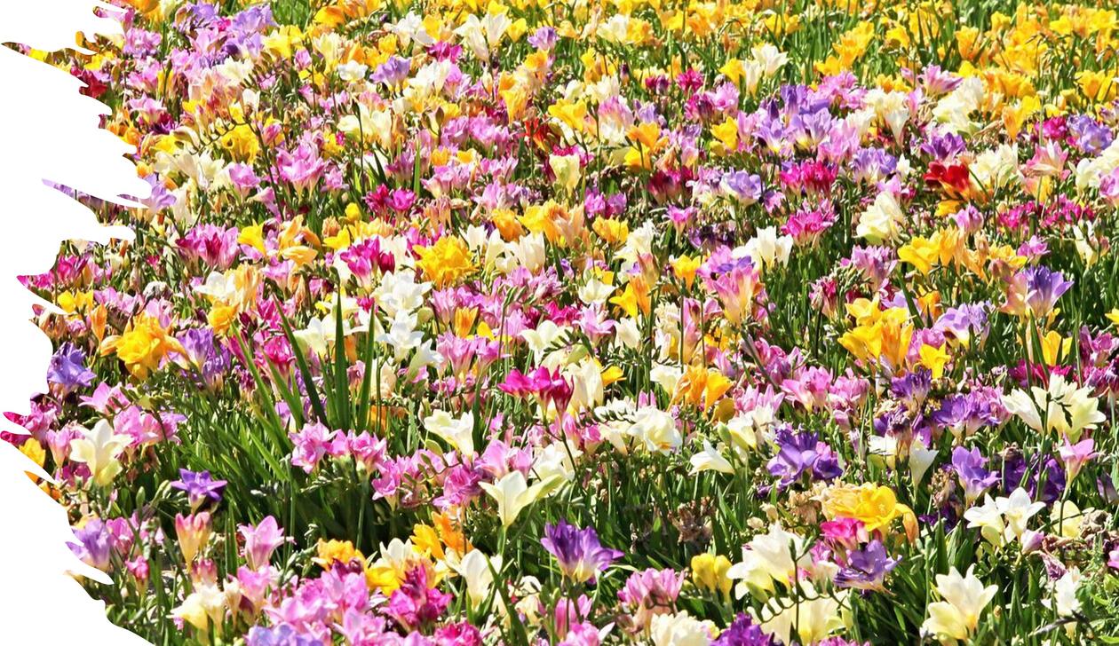 Mange blomster i gul, lilla og hvit