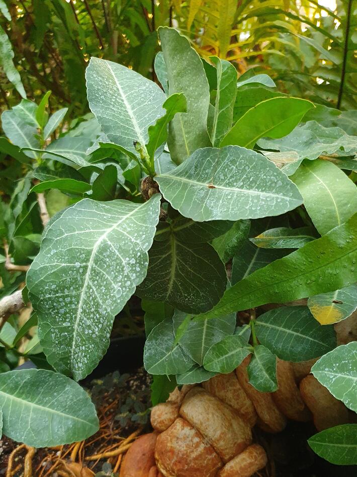 En liten busk av sapodilletre