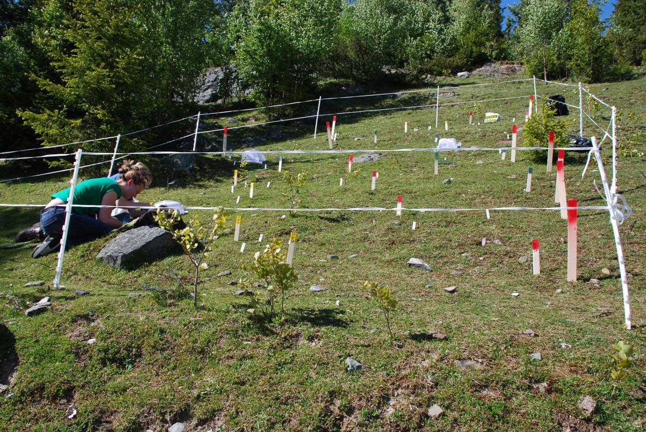A plot of grassland with coloured sticks to mark the areas of the plot