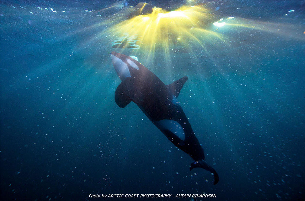 Image showing an Orca whale ascending towards the sea surface lit by sunlight spreading from a narrow point above