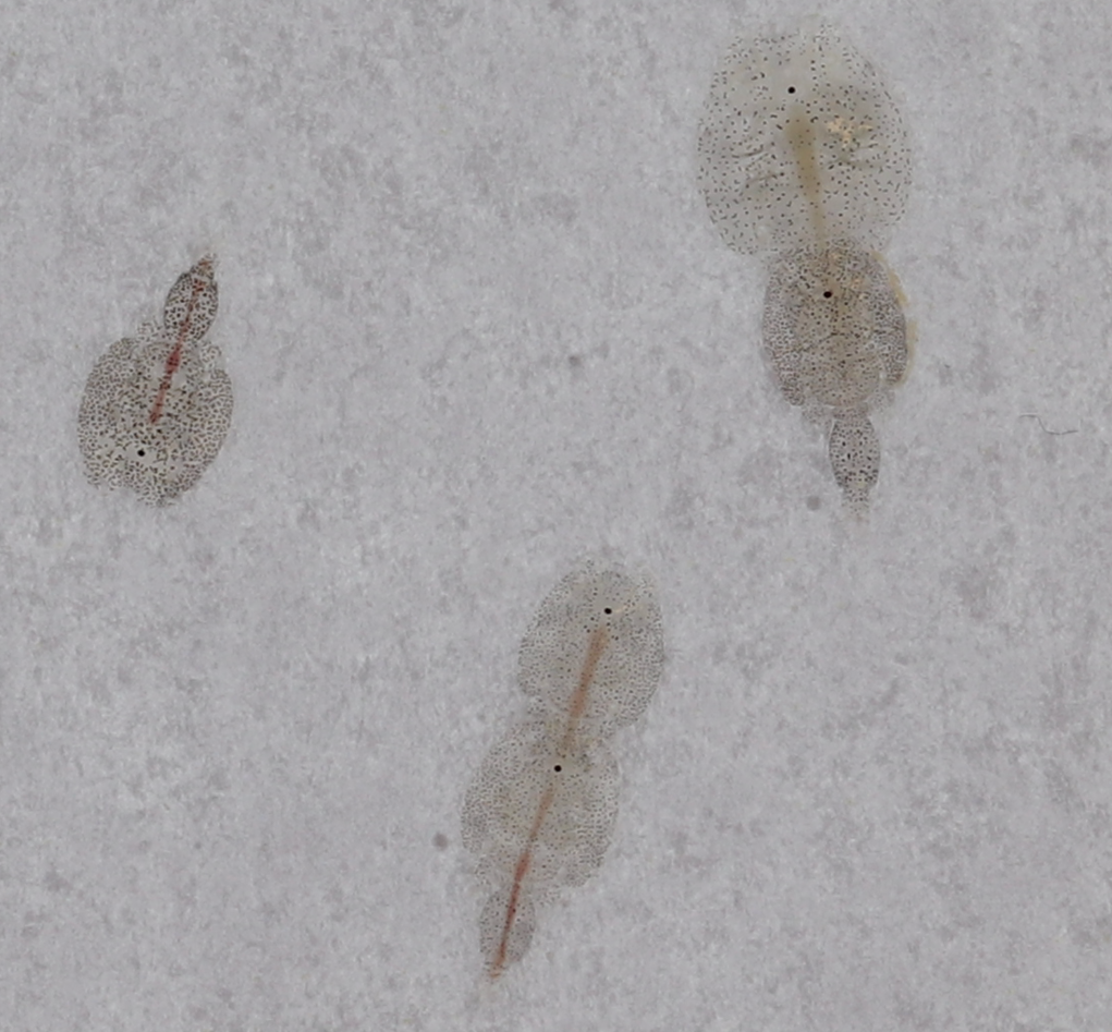 Two male salmon lice guarding females and a lonely louse