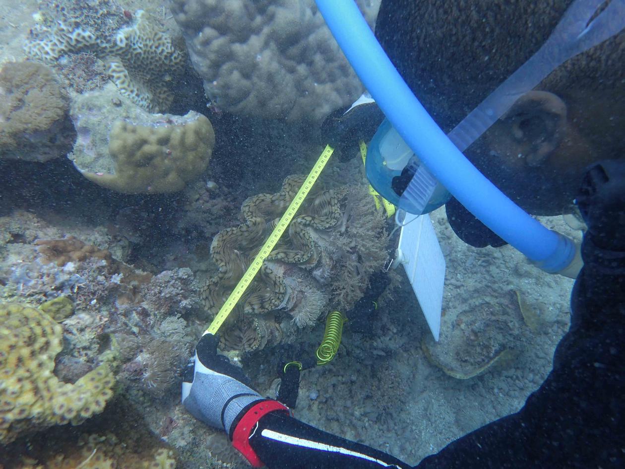 Measuring giant clams underwater