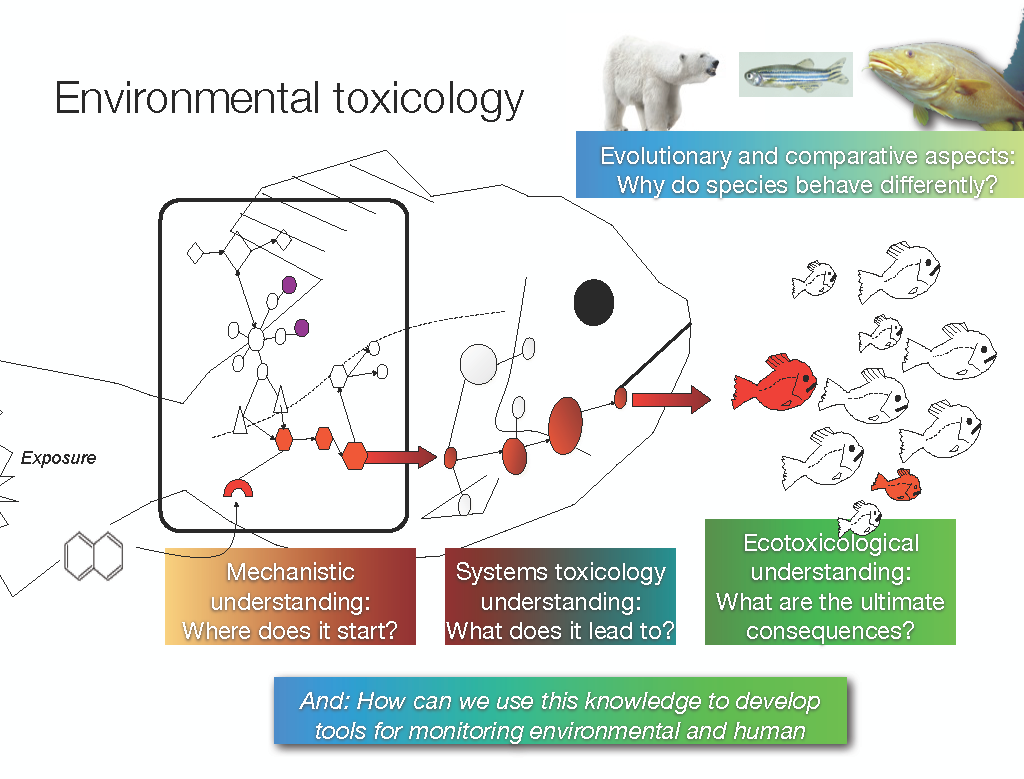 Korleis alt heng saman - mekanistisk, system- og miljøtoksikologi