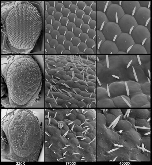 Et panel av scanning elektron mikroskopibilder av en villtype drosophila melanogaster (bananflue) hode med fokus på fasettøyet