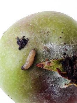 A Tortricid oth larva on an apple