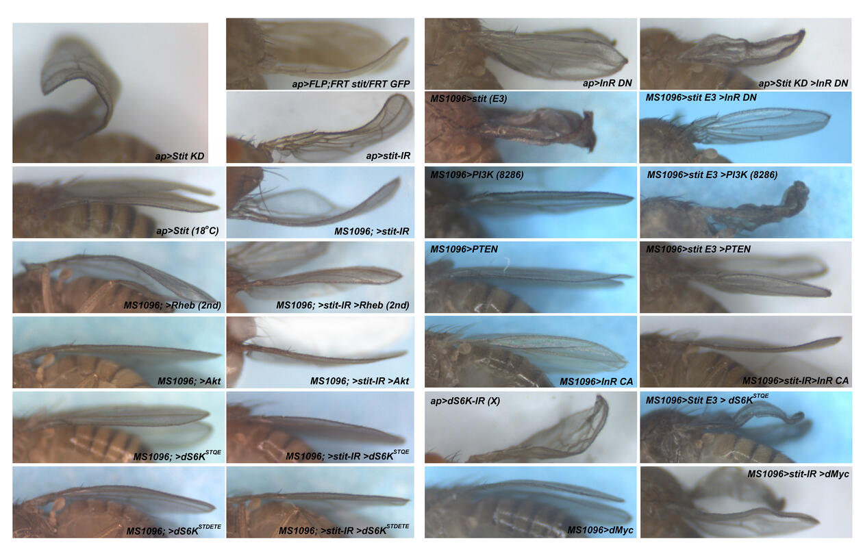 Panel av bilder som viser resultater fra en genetisk screening ved bruk av UAS GAL4-system i Drosophila-vingen.