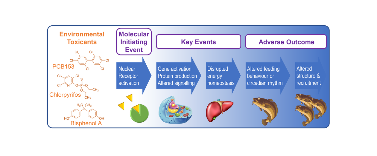 Proposed coupled events from molecular to cellular to behavioral level linking disruptions in energy metabolism to altered feeding behavior and circadian rhythm.