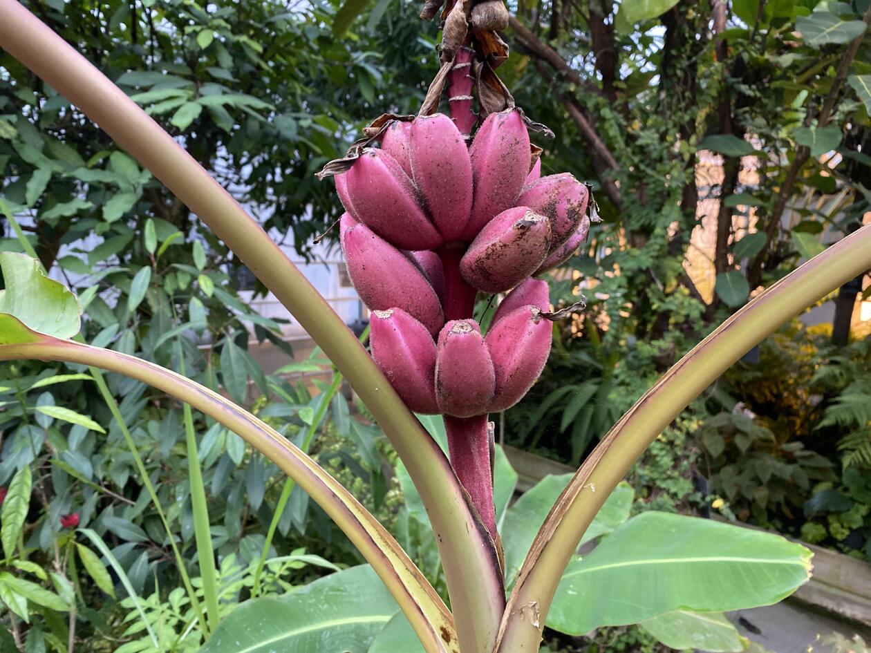 Musa velutina, en rosa banan