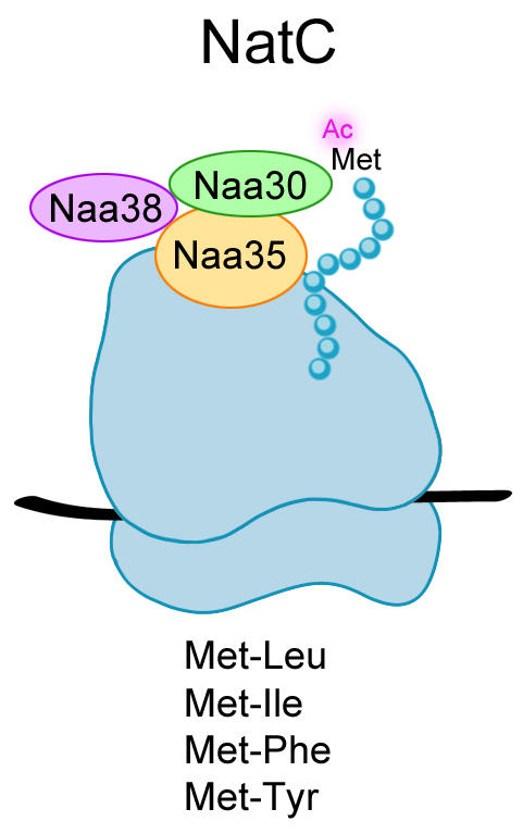 Schematic representation of the NatC complex, composed of Naa38, Naa30 and Naa35, acetylating a growing polypeptide chain protruding from an active ribosome.