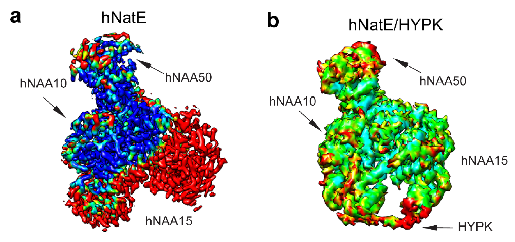 Struktur av NatE komplekset uten HYPK (a) eller med HYPK (b
