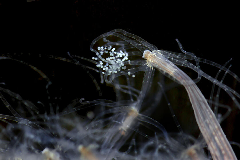 Photograph of nematostella spawning