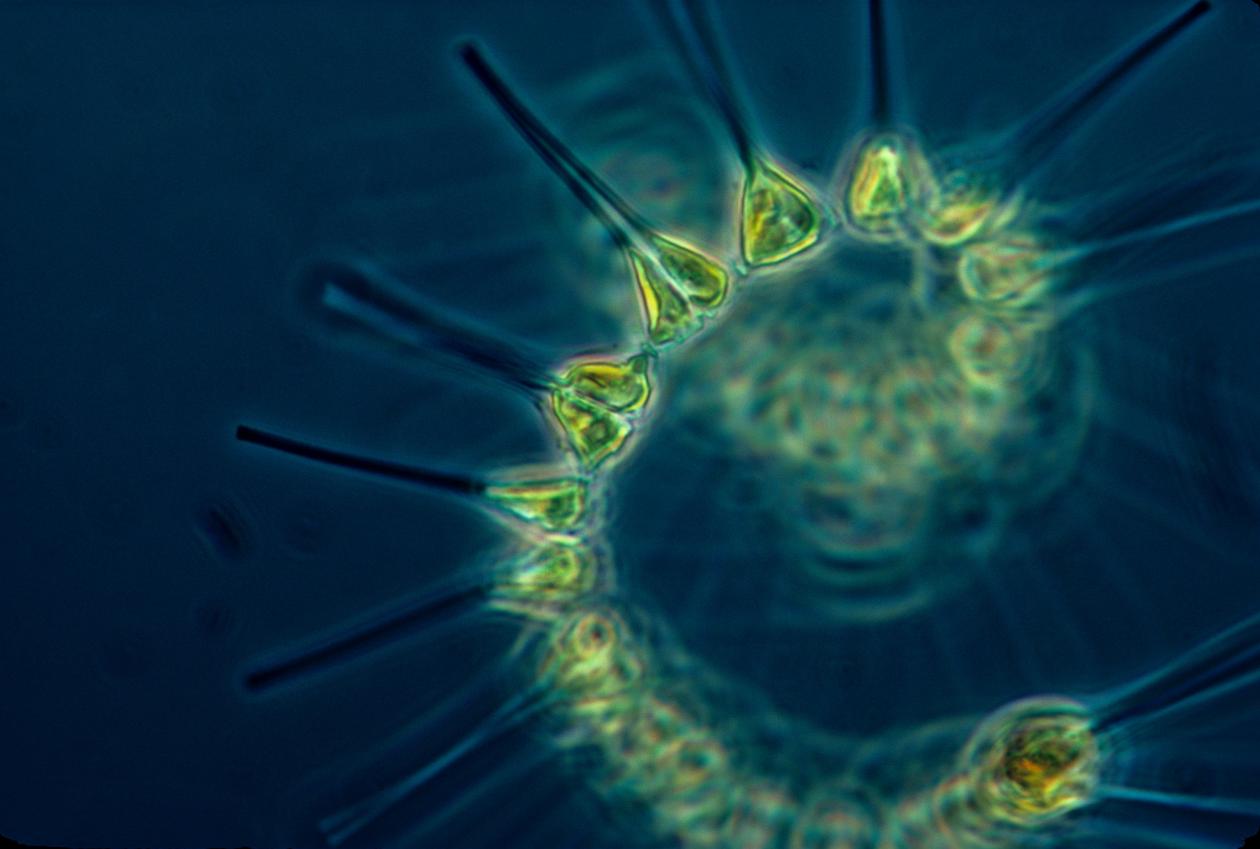 Phytoplankton. illustration
