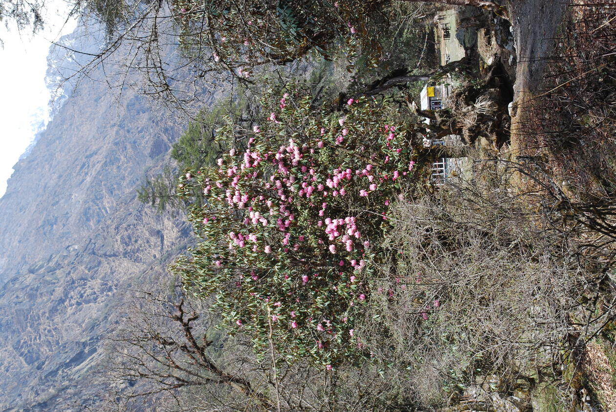 Bilde fra Nepal 