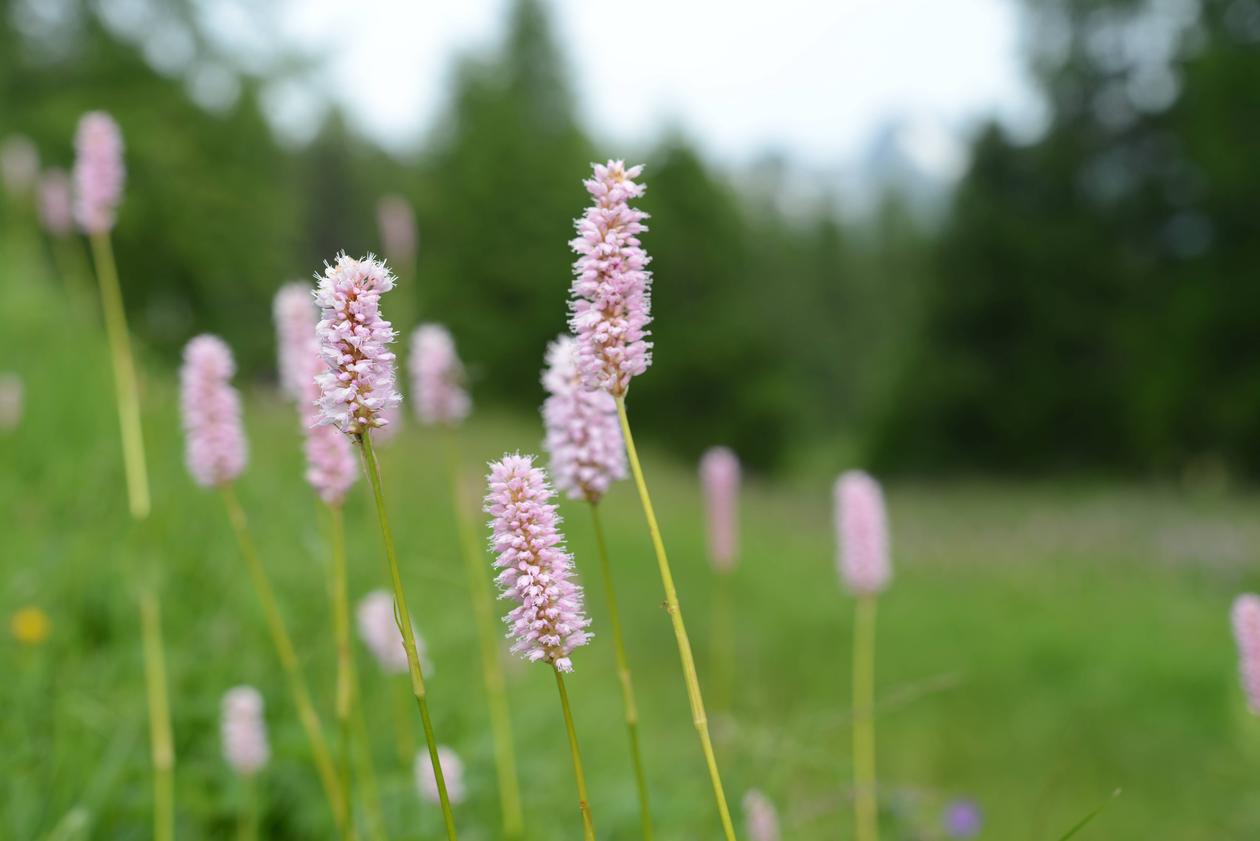 Bistorta officinalis