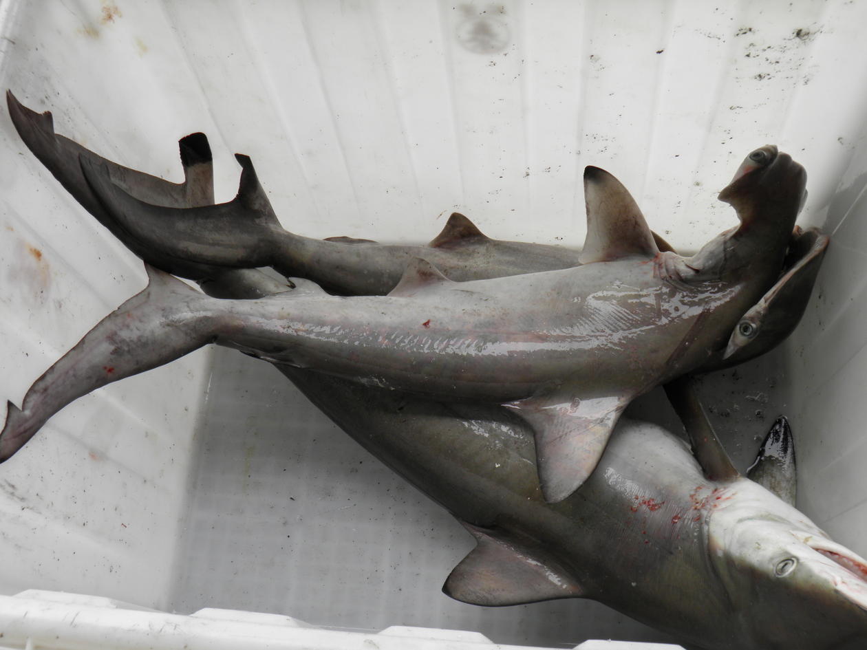 Hammerhead shark and two others sharks in a box