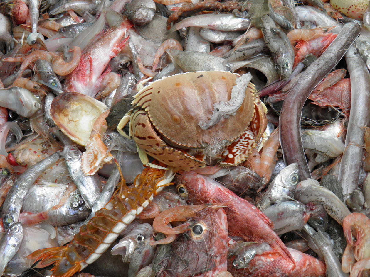 Mixed bottom trawl catch with a box crab on the top