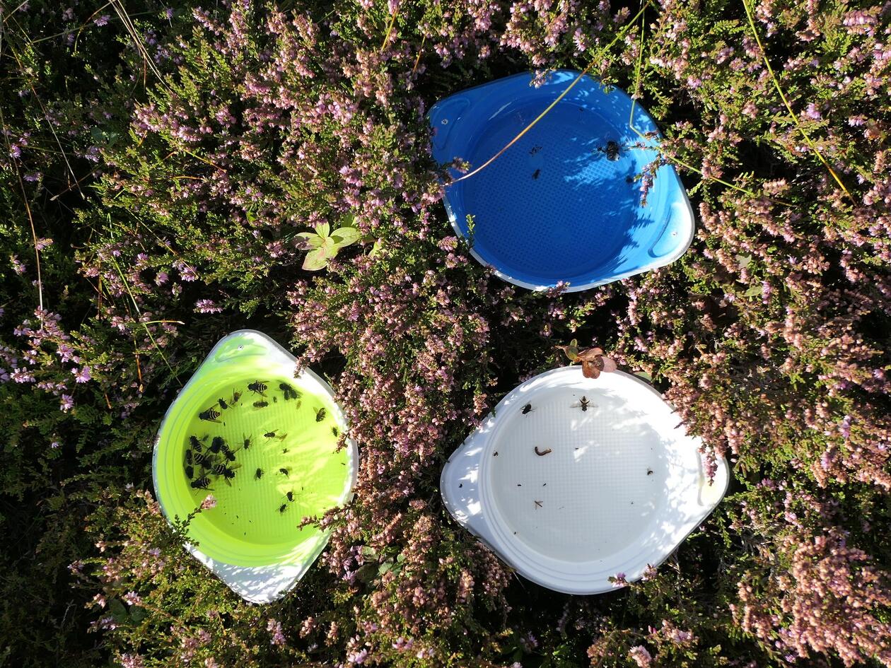 Three bowl-like plastic structures placed within heather shrubs. One blue, one, neon green, one white, all containing captured insects.