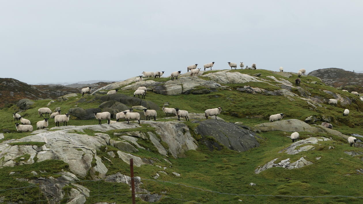 Sauer på et veldig grønt beite.