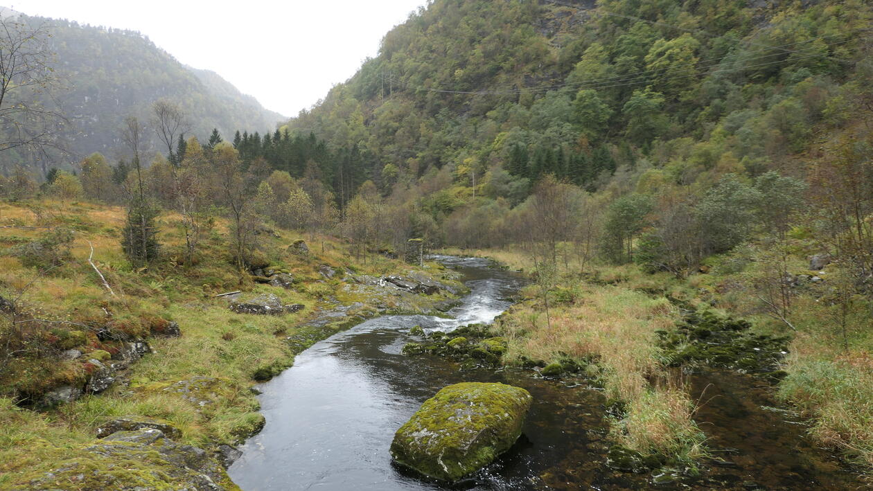 Elv som går gjennom grønt, gjenvokst landskap