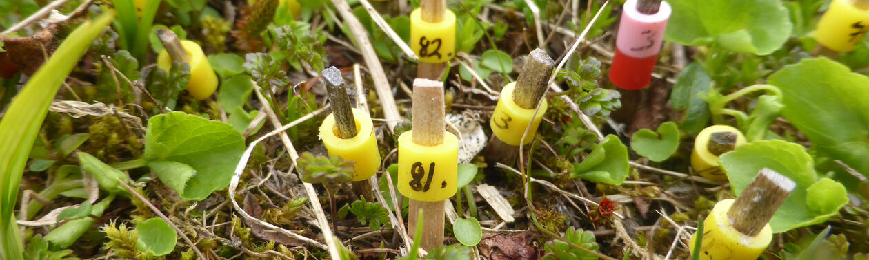 Toothpicks marking seedlings in a vegetation plot