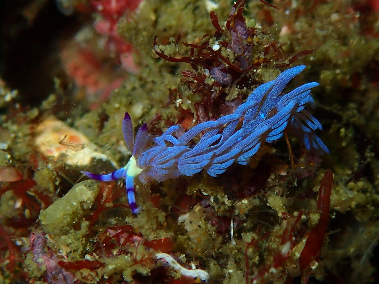 Pteraeolidia semperi