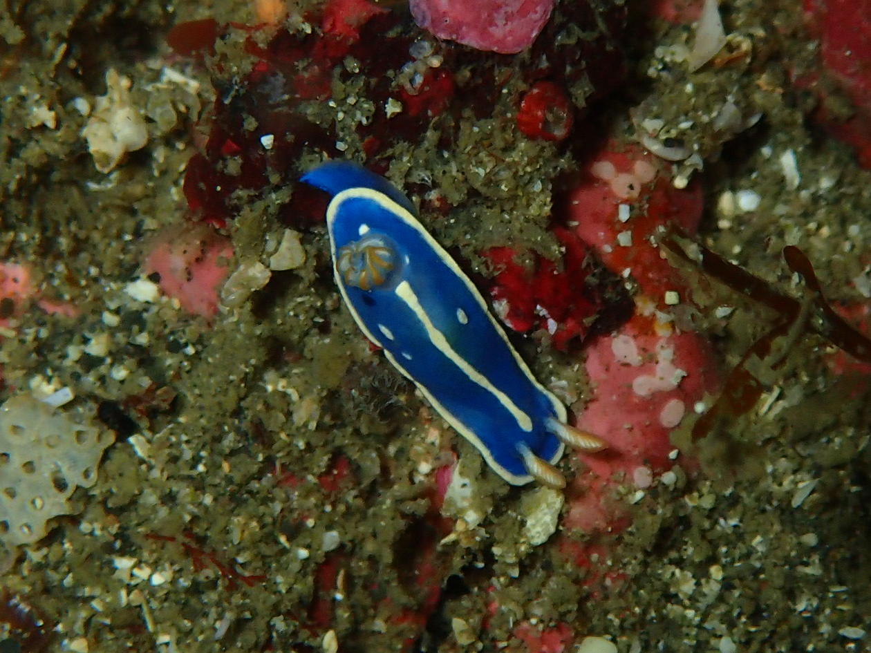 Hypselodoris festiva