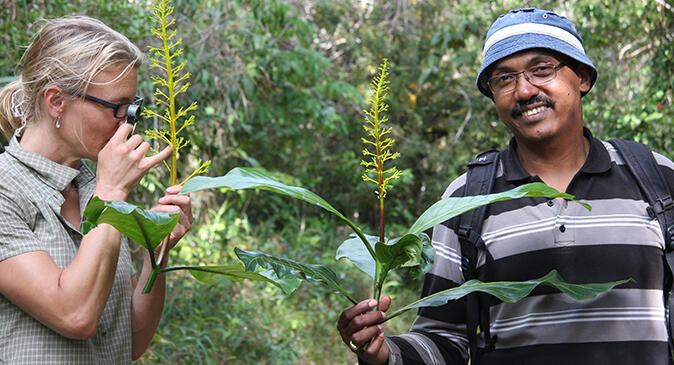 Fieldwork in Madagascar, Palicourea sp