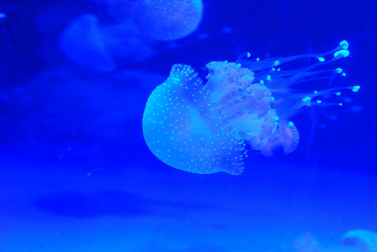 An Australian Spotted Jellyfish