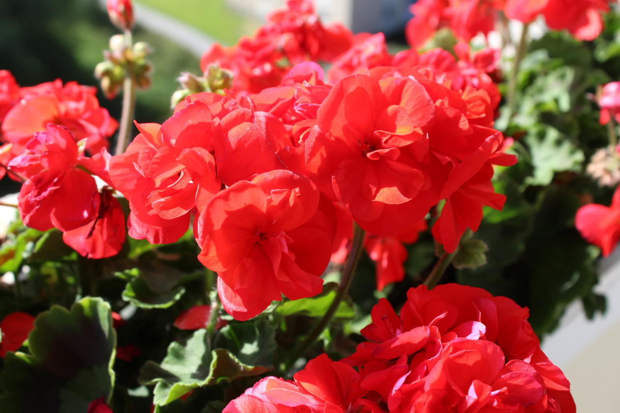 Nærbilde av rød pelargoniablomst