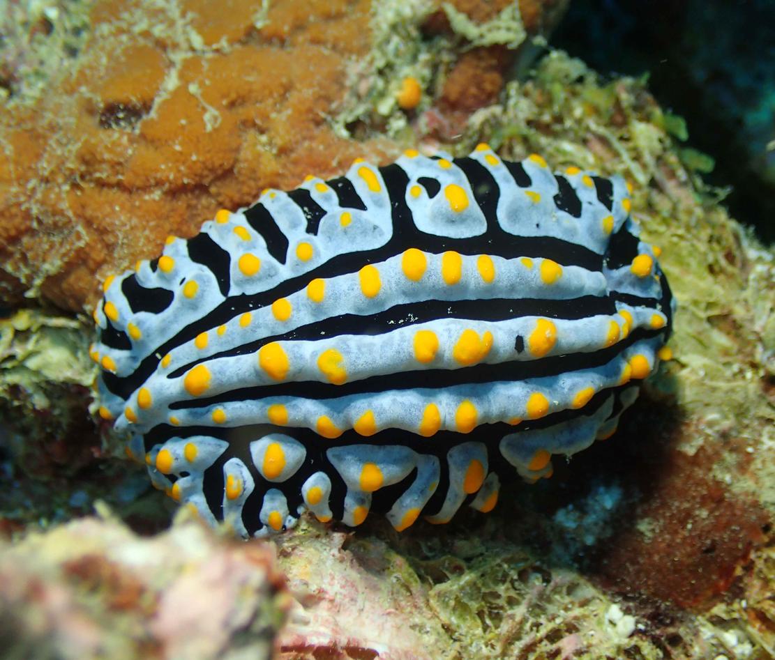 Phyllidia varicosa