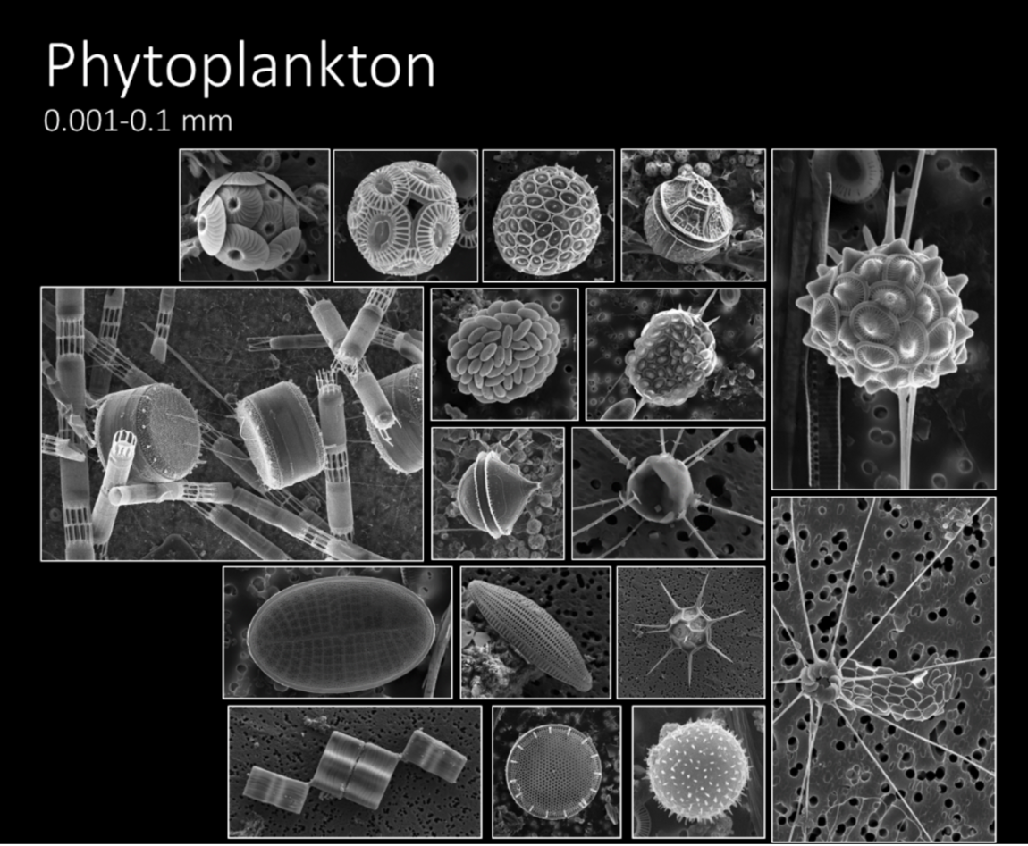 Fytoplankton