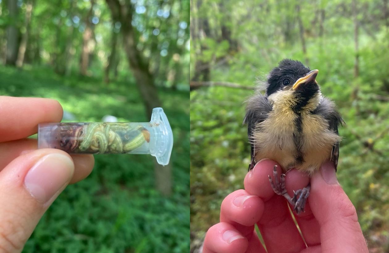 Caterpillars collcted in a tube and a young bird