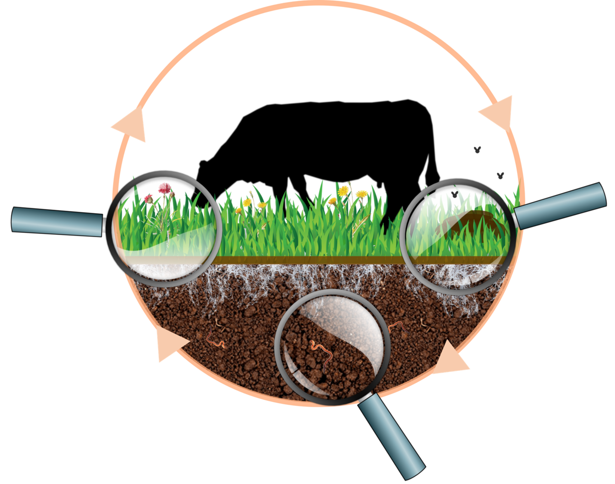 Illustration of cow grazing on a field, surrounded by magnifying glasses. Everything framed by arrows going in a circle.
