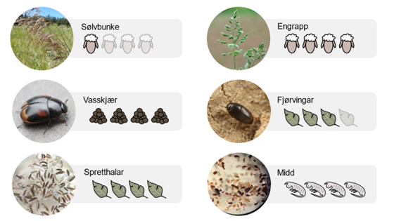 Illustrations of grass, beetles and soil fauna.
